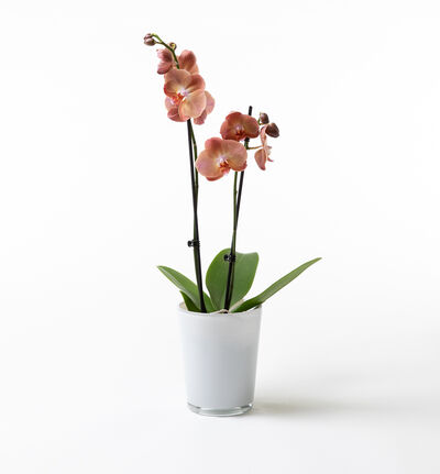 Gyllen orkidé i potte